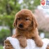 Image of Mason, a Golden Retriever puppy