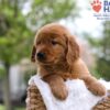 Image of Mason, a Golden Retriever puppy