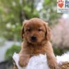 Image of Mason, a Golden Retriever puppy