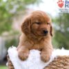 Image of Mason, a Golden Retriever puppy