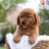 Image of Mason, a Golden Retriever puppy