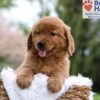 Image of Mason, a Golden Retriever puppy
