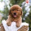 Image of Mason, a Golden Retriever puppy
