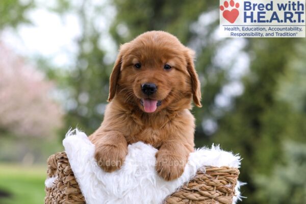 Image of Mason, a Golden Retriever puppy