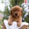 Image of Mason, a Golden Retriever puppy