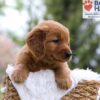 Image of Mason, a Golden Retriever puppy