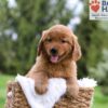 Image of Mason, a Golden Retriever puppy