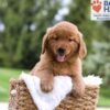 Image of Mason, a Golden Retriever puppy