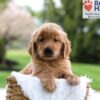 Image of Maverick, a Golden Retriever puppy