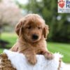 Image of Maverick, a Golden Retriever puppy