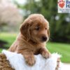 Image of Maverick, a Golden Retriever puppy