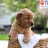 Image of Maverick, a Golden Retriever puppy