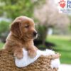 Image of Maverick, a Golden Retriever puppy