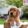 Image of Maverick, a Golden Retriever puppy