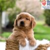 Image of Maverick, a Golden Retriever puppy