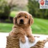 Image of Maverick, a Golden Retriever puppy