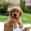 Image of Maverick, a Golden Retriever puppy