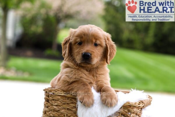 Image of Maverick, a Golden Retriever puppy