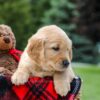 Image of Miles, a Golden Retriever puppy
