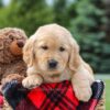 Image of Miles, a Golden Retriever puppy