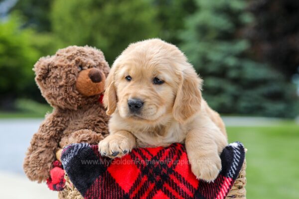 Image of Miles, a Golden Retriever puppy