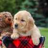 Image of Miles, a Golden Retriever puppy