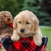 Image of Miles, a Golden Retriever puppy
