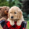 Image of Miles, a Golden Retriever puppy