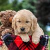 Image of Miles, a Golden Retriever puppy