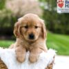 Image of Murphy, a Golden Retriever puppy