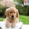 Image of Murphy, a Golden Retriever puppy