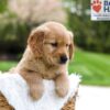 Image of Murphy, a Golden Retriever puppy