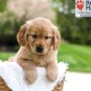 Image of Murphy, a Golden Retriever puppy