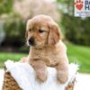 Image of Murphy, a Golden Retriever puppy