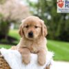 Image of Murphy, a Golden Retriever puppy