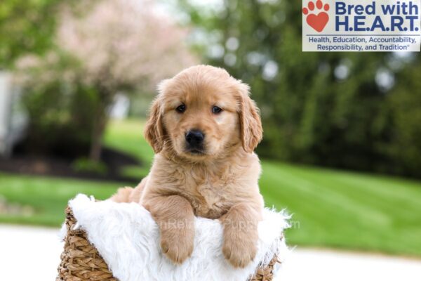 Image of Murphy, a Golden Retriever puppy