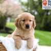 Image of Murphy, a Golden Retriever puppy