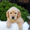 Image of Nash, a Golden Retriever puppy