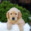 Image of Nash, a Golden Retriever puppy