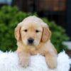 Image of Nash, a Golden Retriever puppy