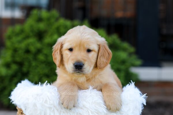 Image of Nash, a Golden Retriever puppy