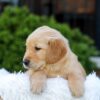 Image of Nash, a Golden Retriever puppy