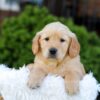 Image of Nash, a Golden Retriever puppy