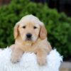 Image of Nash, a Golden Retriever puppy