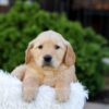 Image of Nash, a Golden Retriever puppy