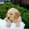 Image of Nash, a Golden Retriever puppy