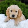 Image of Nellie, a Golden Retriever puppy