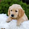 Image of Nellie, a Golden Retriever puppy