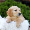 Image of Nellie, a Golden Retriever puppy