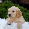 Image of Nellie, a Golden Retriever puppy